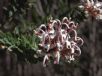 Grevillea buxifolia