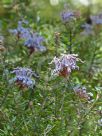 Grevillea buxifolia