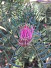 Grevillea caleyi