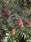 Grevillea caleyi