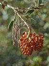 Grevillea diminuta