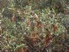 Grevillea diminuta