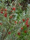 Grevillea diminuta