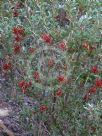 Grevillea diminuta