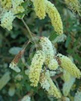 Grevillea flexuosa