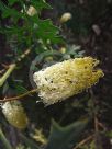 Grevillea flexuosa