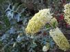 Grevillea flexuosa