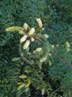 Grevillea flexuosa