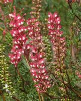 Grevillea georgeana