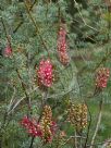 Grevillea georgeana