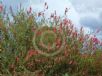 Grevillea georgeana