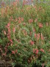 Grevillea georgeana