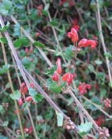 Grevillea infundibularis