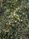 Grevillea jephcottii