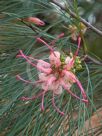 Grevillea johnsonii