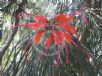 Grevillea johnsonii