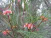 Grevillea johnsonii