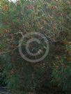 Grevillea johnsonii