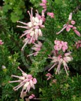 Grevillea lanigera