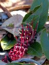 Grevillea laurifolia