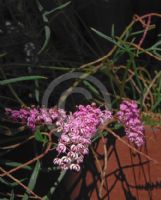 Grevillea leptobotrys