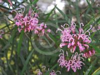 Grevillea linearifolia