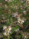 Grevillea linearifolia