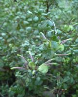 Grevillea mucronulata