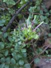 Grevillea mucronulata