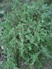 Grevillea mucronulata