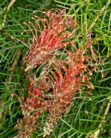 Grevillea nana