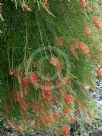 Grevillea nana