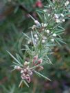 Grevillea newbeyi