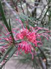 Grevillea oleoides