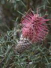 Grevillea paradoxa