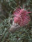 Grevillea paradoxa