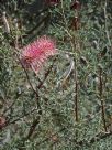 Grevillea paradoxa