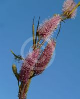 Grevillea petrophiloides petrophiloides