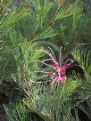 Grevillea plurijuga plurijuga
