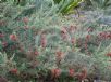 Grevillea preissii preissii