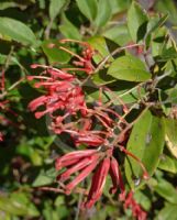 Grevillea rhyolitica rhyolitica