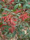 Grevillea rhyolitica rhyolitica