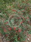 Grevillea rhyolitica rhyolitica