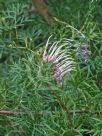 Grevillea rivularis