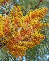 Grevillea robusta