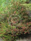 Grevillea rosmarinifolia