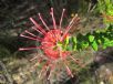 Grevillea speciosa