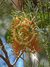 Grevillea stenomera