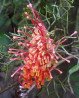 Grevillea treueriana