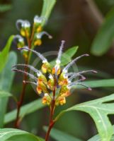 Grevillea venusta